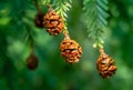 Four fir tree small cones on a branch Royalty Free Stock Photo