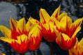 Four Fire Wing Tulips Royalty Free Stock Photo