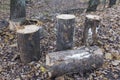 Four  firewood logs cut down on a dry leaves forest ground surface close up Royalty Free Stock Photo