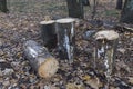 Four  firewood logs cut down on a dry leaves forest ground surface close up Royalty Free Stock Photo