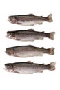 Four fish river trout Royalty Free Stock Photo