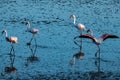 four flamingos walk in river
