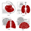 Four flat design medecine icon heart lungs brain kidneys Royalty Free Stock Photo