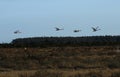 Four flaying bird swan