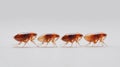 Four fleas in a row on white background. Pest control and bug extermination concept Royalty Free Stock Photo