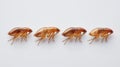 Four fleas in a row on white background. Pest control and bug extermination concept Royalty Free Stock Photo