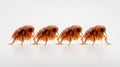Four fleas in a row on white background. Pest control and bug extermination concept Royalty Free Stock Photo