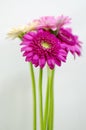 Gerbera