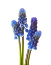 Four flowers of Grape Hyacinth isolated on white background Royalty Free Stock Photo