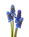 Four flowers of Grape Hyacinth isolated on white background