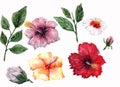 Four flowers of hibiscus are red, white, purple and orange, two green twigs with leaves and two unopened buds on a white Royalty Free Stock Photo