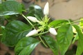 Four flowers with leaves-white flower-adorn the bride