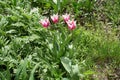 Four flowers of lily-flowered pink and white tulips