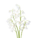 Four flowers of  Lily of the Valley isolated on white background Royalty Free Stock Photo