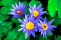 Four flowers and lotus flowers are in pots in the garden in front of the house