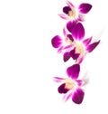 Four flowers of orchid isolated on a white background. Selective focus Royalty Free Stock Photo