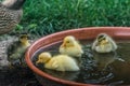 four fluffy baby running ducks while bathing