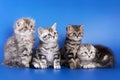 Four fluffy kittens skottish fold