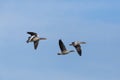 Four flying gray geese anser anser flying in blue sky Royalty Free Stock Photo