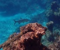 Tarpon passes under snorkeler in Bahamas ocean Royalty Free Stock Photo