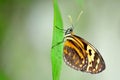 Four-footed longwings butterfly Royalty Free Stock Photo