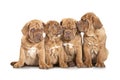 Four French Mastiff puppies over white