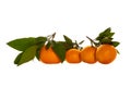 Four fresh and juicy tangerines with green leaf isolated on a white background Royalty Free Stock Photo