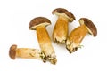 Four fresh mushroom Royalty Free Stock Photo