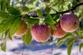 Four fresh natural organic ripe Red Heirloom Delicious organic apples on branches in an apple tree, healthy, diet friendly, sweet Royalty Free Stock Photo