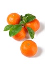 Four fresh tangerines with leaves