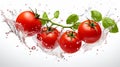 Four fresh tomatoes falling in water Royalty Free Stock Photo