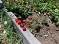 Four Freshly Picked Organic Strawberries on a Wooden Raised Garden Bed Edge in the Garden