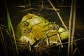 Four frogs that sit on a rock in the river. Royalty Free Stock Photo