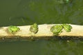 Four frogs sit in row