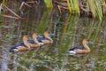 Fulvous Whistling Ducks In Wetlands