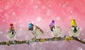 Four funny birds Sparrow sitting on a branch in winter Christmas Royalty Free Stock Photo