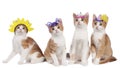 Four funny cats with carnival hats