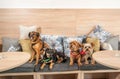 Four funny cute dogs ex abandoned homeless adopted by good people and having fun on the pillows in the pet shop enjoying new life