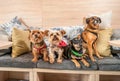 Four funny cute dogs ex abandoned homeless adopted by good people and having fun on the pillows in the pet shop enjoying new life