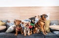 Four funny cute dogs ex abandoned homeless adopted by good people and having fun on the pillows in the pet shop enjoying new life