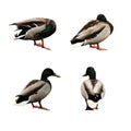 Four funny ducks