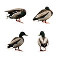 Four funny ducks Royalty Free Stock Photo