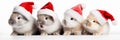 Four funny little rabbits in Christmas hats. Christmas or new year concept with rabbits in red Santa Claus hats. Royalty Free Stock Photo