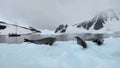 Four fur seals creep on a floating glacier amid the bay. Andreev.