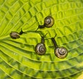 Four garden snails are crawling through a green Royalty Free Stock Photo