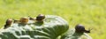 Four garden snails are crawling on a green leaf