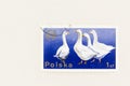 Four geese on Blue Postage Stamp