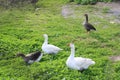 Four geese on the grasse. White and gray geese. Royalty Free Stock Photo