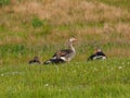 Four geese on a green meadow - anser anser