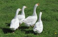 Four geese on meadow Royalty Free Stock Photo